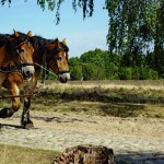 horses-3628030