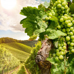 Vines in a vineyard near a winery in the evening sun, White wine grapes before harvest