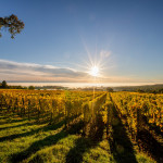 Weinberge im Sonnenaufgang