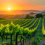 Sunrise over a vineyard